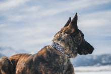 Load image into Gallery viewer, Collars - Custom Svalinn